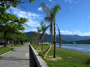 Prefeitura conclui plantio de jerivás na orla do Itaguá