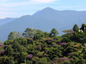 Ubatuba sedia 6º Festival da Mata Atlântica, Floresta, Rios e Mar