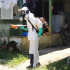 Dengue-Prevençao