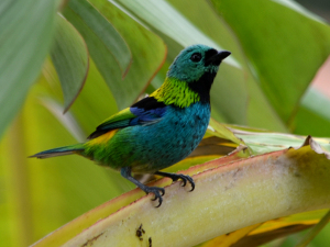 Ubatuba é referência mundial em observação de aves – Birdwatching