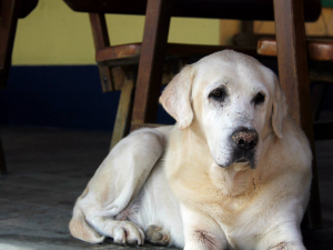 Informe: cadastro para castrações de animais encerrado