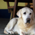 Caes-e-Gatos-Castracao