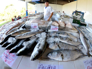 Prefeitura convoca interessados em comercializar no Mercado de Peixes