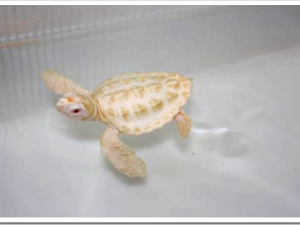 Base de Ubatuba do Tamar recebe filhotes albinos de tartarugas marinhas