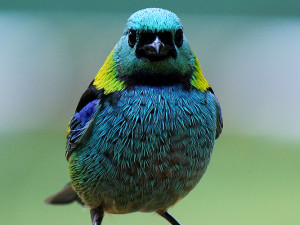 Ubatuba é referência em birdwatching e abriga 565 espécies de aves