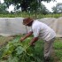 Produção orgânica