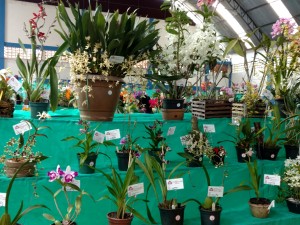 Associação Orquidófila de Ubatuba organiza II Exposição de Orquídeas