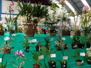 Associação Orquidófila de Ubatuba organiza II Exposição de Orquídeas