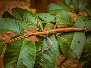 Dia do Meio Ambiente em Ubatuba será celebrado com programação variada