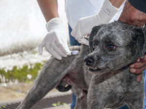 Mais de 11 mil cães e gatos de Ubatuba já foram vacinados contra a raiva