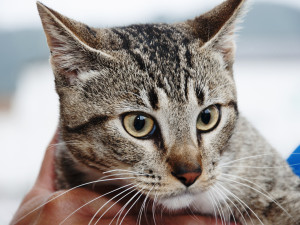 Vigilância em Saúde inicia cadastramento de animais para castração