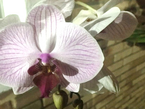 Comtur sedia 3ª Exposição de Orquídeas de Ubatuba