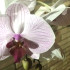 Orquídea_edit