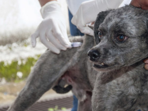 Departamento de Proteção e Bem-Estar Animal divulga telefones de contato