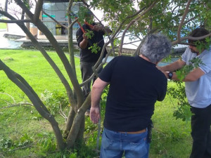 Ubatuba participa de curso sobre poda na arborização urbana