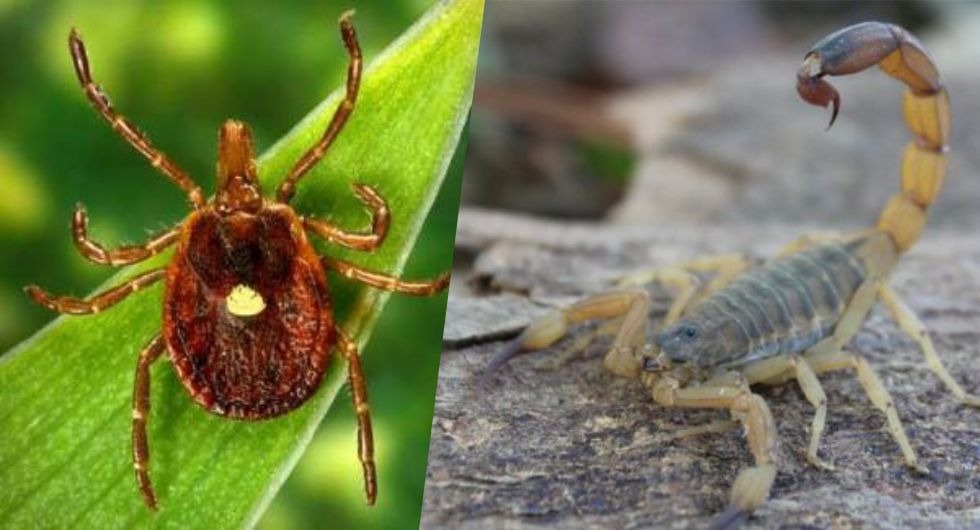 Vigilância em Saúde alerta para cuidados a tomar com carrapatos e escorpiões  – Prefeitura Municipal de Ubatuba