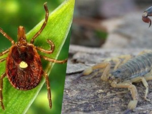 Vigilância em Saúde alerta para cuidados a tomar com carrapatos e escorpiões