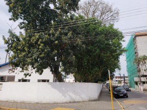 Poda de árvores em escolas de Ubatuba serão realizadas no fim de semana