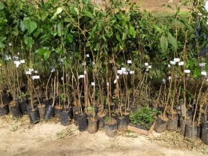 Secretaria de Meio Ambiente realiza doação de mudas durante I Encontro de Ecoturismo