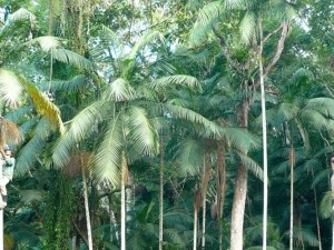 Fundação Florestal divulga resultado de edital sobre juçara