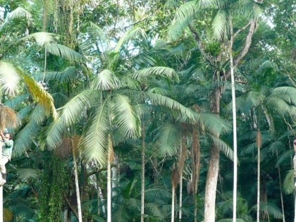 Despolpa da juçara movimenta produtores no Ubatumirim