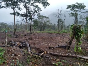 Secretaria de Meio Ambiente, Defesa Civil e Guarda Civil autuam dois por crime ambiental