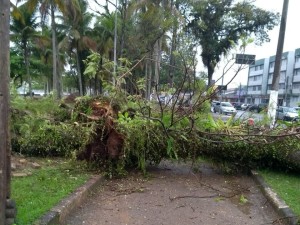 Meio Ambiente e Defesa Civil removem árvore infestada por cupins