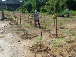 Secretaria de Infraestrutura e voluntários promovem plantio às margens do Rio Tavares