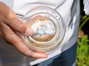 Avaliação de Densidade Larvária fica em 1,3% em maio