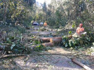 Vendaval causa quedas de árvores em diversos bairros de Ubatuba