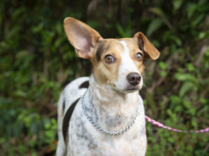 Inscrições abertas para mutirão de castração de cães e gatos no Camburi