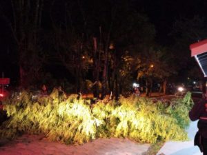 Defesa Civil registra 12 ocorrências de quedas de árvores na madrugada desta quarta-feira