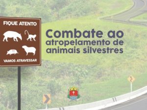 Campanha reforça combate ao atropelamento de animais silvestres