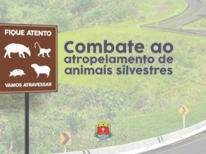 Campanha reforça combate ao atropelamento de animais silvestres