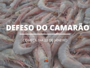 Pesca: Defeso do camarão tem início no próximo domingo, 28