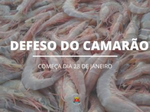 Período de Defeso do Camarão começa dia 28 de janeiro