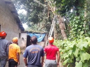 Defesa Civil e Bombeiros efetuam retirada preventiva de árvores
