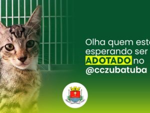 Bem-estar animal informa: 81 pets estão disponíveis para adoção no canil