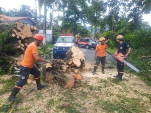 Defesa Civil registra queda de árvore após chuvas na tarde de quarta, 15