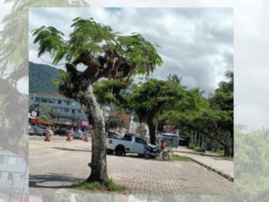 Prefeitura informa sobre retirada de árvores na avenida Iperoig
