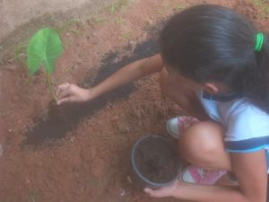 Alunos da EM Maestro Pedro desenvolvem projeto sobre Pancs