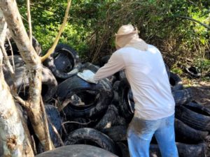 Vigilância em Saúde recolhe 750 pneus jogados em mangue do Perequê-Açu
