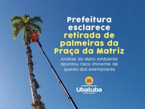 Prefeitura esclarece retirada de palmeiras da Praça da Matriz