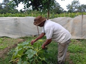 Prefeitura abre chamamento para produtos da agricultura familiar na merenda