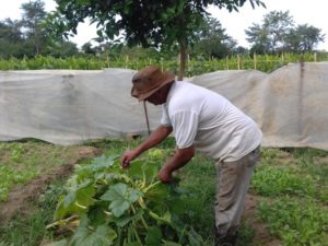 Ubatuba aumenta aquisição de alimentos da agricultura familiar