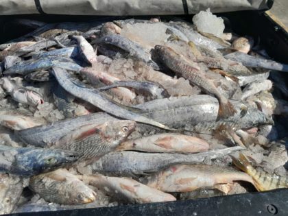 Fundo Social repassa doação de 14 toneladas de peixe