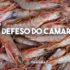 defeso camarao