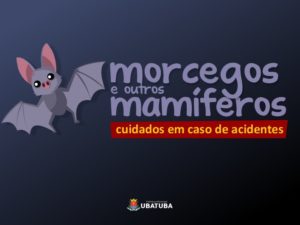 Prefeitura alerta para cuidados em caso de acidentes com morcegos e mamíferos