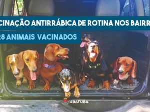 Vacinação antirrábica de rotina nos bairros já vacinou 228 animais