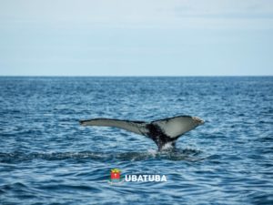 Prefeitura reforça regras da APA Marinha para avistamento responsável de cetáceos